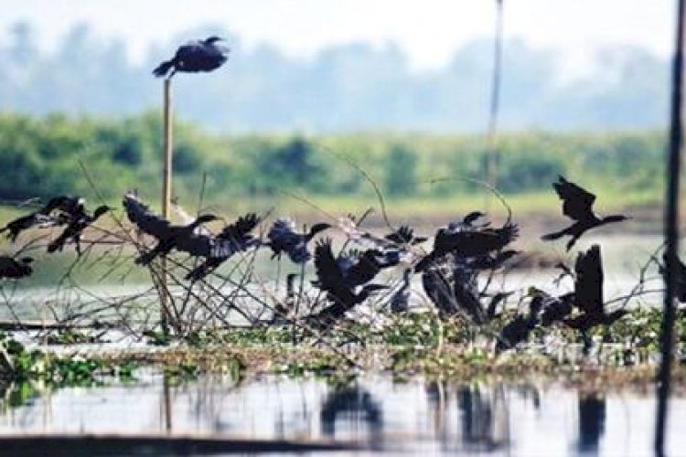 নওগাঁর ‘পাখি গ্রাম’