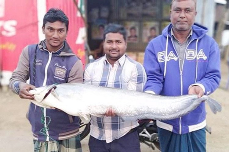 ১০ কেজি বোয়ালের মূল্য ২৩ হাজার টাকা