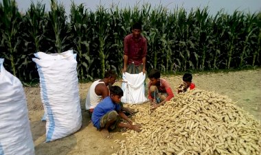 ‘মিষ্টি আলু’ চাষে ভাগ্য ফিরছে চাষিদের