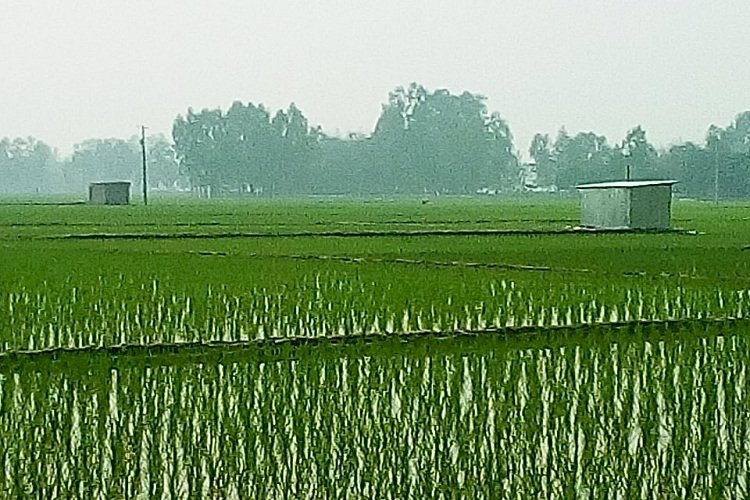 সেচ বিধিমালা ভঙ্গ করে অনুমোদন দেওয়ায় লোকসানের মুখে গভীর নলকূপ মালিকরা