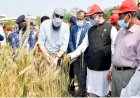 উচ্চ ফলনশীল গম: চাষ ও উৎপাদন বৃদ্ধির আশা মন্ত্রীর