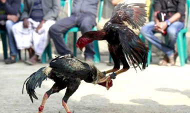 মোরগের ‘ছুরিকাঘাতে’ মালিকের মৃত্যু