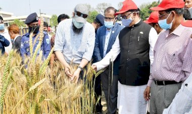 উচ্চ ফলনশীল গম: চাষ ও উৎপাদন বৃদ্ধির আশা মন্ত্রীর