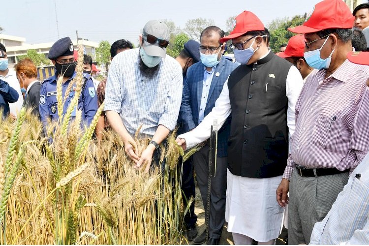 উচ্চ ফলনশীল গম: চাষ ও উৎপাদন বৃদ্ধির আশা মন্ত্রীর