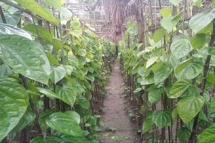 পলাশবাড়ীতে পান চাষে ভাগ্য ফেরার স্বপ্ন কৃষকদের