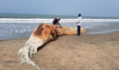 আরও একটি মৃত তিমি ভেসে এল কক্সবাজার সমুদ্র সৈকতে