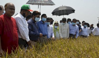 হাওরে ধানের ঝুঁকি কমাতে আগাম জাতের ধানের চাষে গুরুত্ব দেয়া হচ্ছে : কৃষিমন্ত্রী