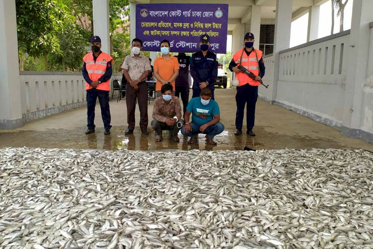 চাঁদপুরে দেড় হাজার কেজি জাটকা জব্দ