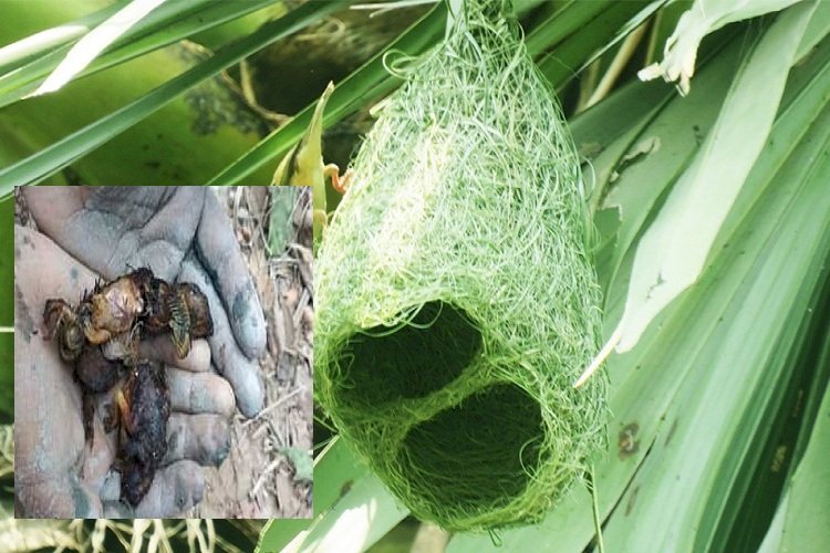 এক পাষণ্ড কৃষকের কারণে পুড়ে মরল ৩৩ ছানা