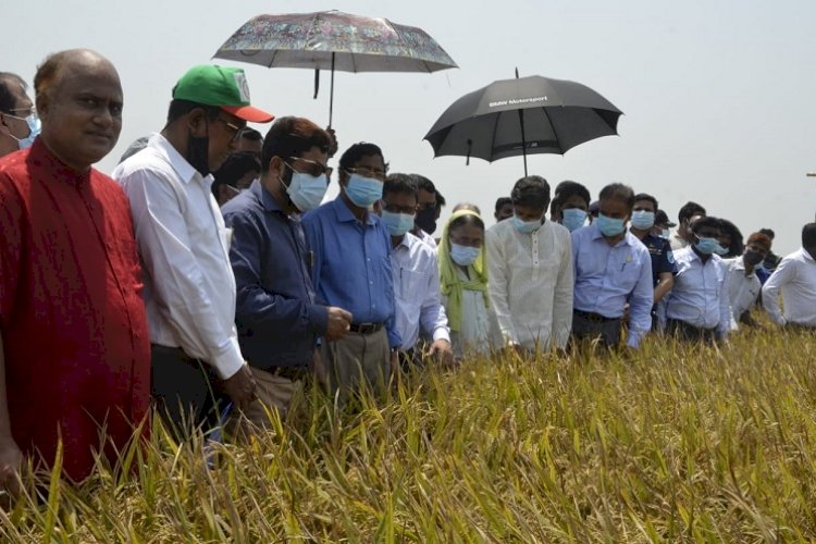 হাওরে ধানের ঝুঁকি কমাতে আগাম জাতের ধানের চাষে গুরুত্ব দেয়া হচ্ছে : কৃষিমন্ত্রী