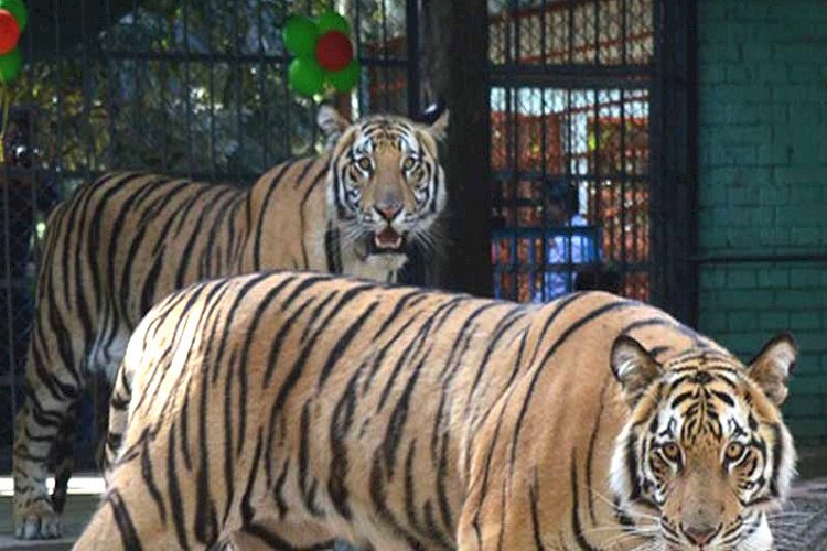 সংক্রমণ প্রতিরোধে ঢাকা ও রংপুর চিড়িয়াখানা বন্ধ