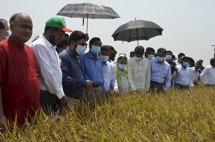 হাওরে ধানের ঝুঁকি কমাতে আগাম জাতের ধানের চাষে গুরুত্ব দেয়া হচ্ছে : কৃষিমন্ত্রী
