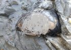 খুলনা ভৈরব নদীতে মিললো গলাকাটা মানুষের মাথা