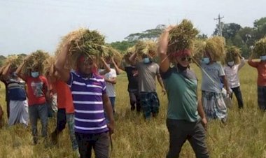 গরীব কৃষকের পাশে সাংবাদিক নেতা কবির খান