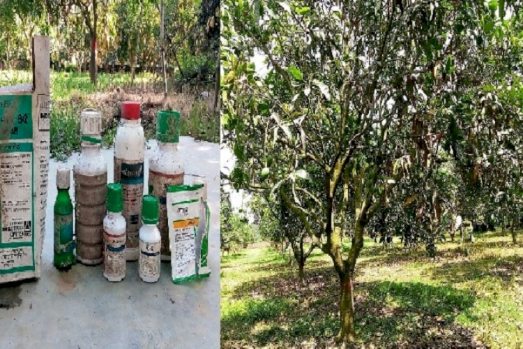অবহেলায় ধ্বংসের পথে পীরগঞ্জে শেখ হাসিনার আম বাগান!