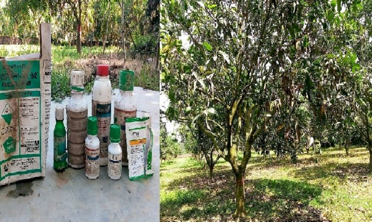 অবহেলায় ধ্বংসের পথে পীরগঞ্জে শেখ হাসিনার আম বাগান!