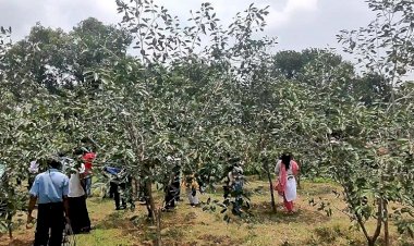 কালোজাম চাষের বাণিজ্যিক ক্ষেত্র প্রস্তুত হচ্ছে