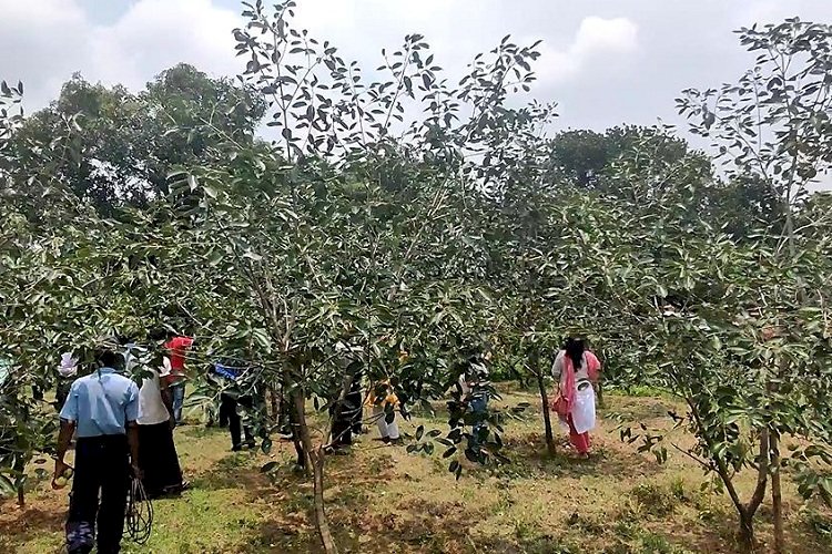 কালোজাম চাষের বাণিজ্যিক ক্ষেত্র প্রস্তুত হচ্ছে