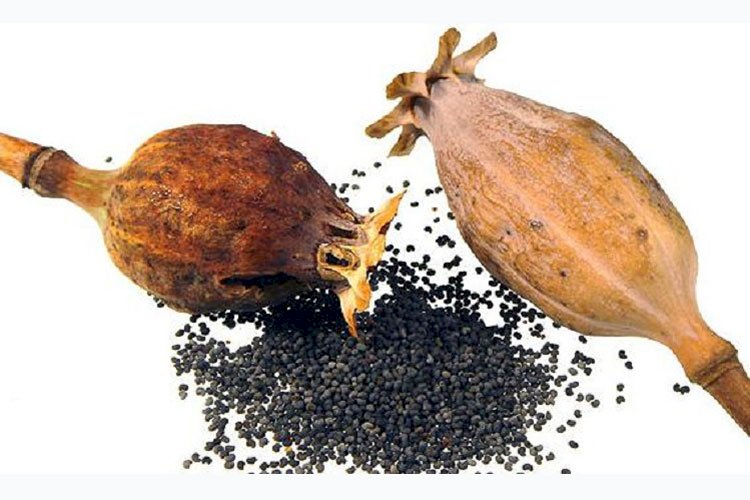 পপি বীজ দিয়ে তৈরি হতো আফিম ও হিরোইন