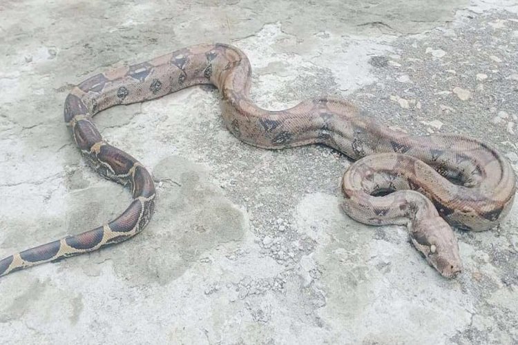 যেভাবে কলম্বিয়া থেকে দেশে এলো অজগর!