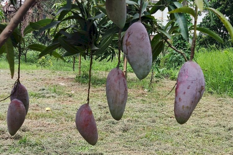 দৃষ্টিশক্তি ও যৌনক্ষমতা বাড়ায় আম, দূরে থাকে ক্যান্সার
