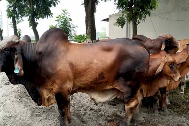 সেই ব্রাহমা জাতের ১৮ টি গরু কোয়ারেন্টিনে