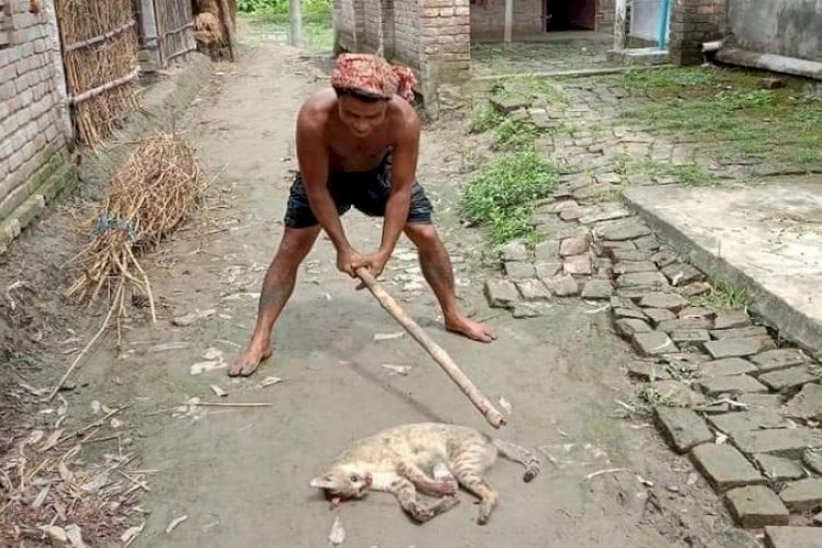 নির্মমভাবে বন্যপ্রানী পিটিয়ে হত্যা, অভিযুক্ত আটক