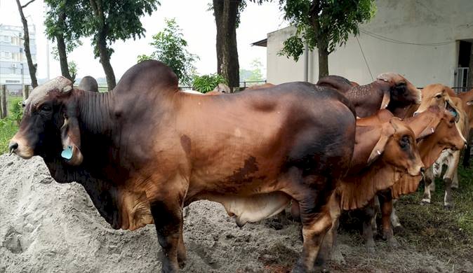 সেই ব্রাহমা জাতের ১৮ টি গরু কোয়ারেন্টিনে