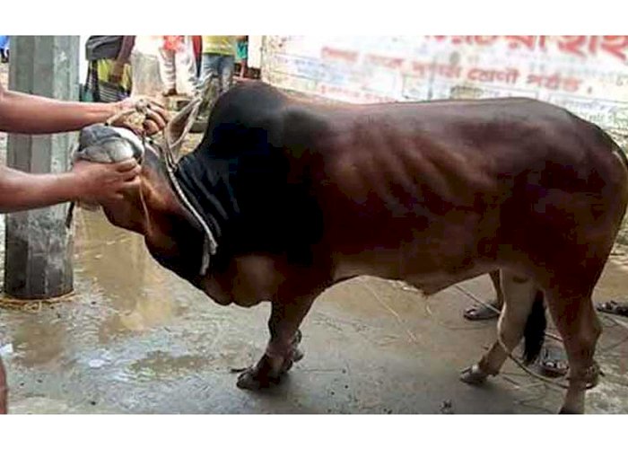 দেশে মোট ৯০ লাখ ৯৩ হাজার ২৪২টি গবাদিপশু কোরবানি হয়েছে