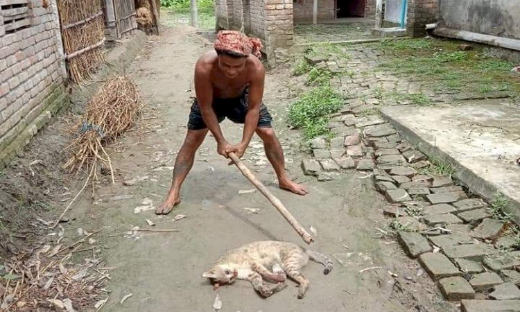 নির্মমভাবে বন্যপ্রানী পিটিয়ে হত্যা, অভিযুক্ত আটক