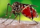 আরও ২০৪ ডেঙ্গু রোগী হাসপাতালে ভর্তি
