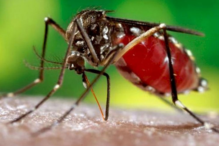 আরও ২১৮ ডেঙ্গু রোগী হাসপাতালে