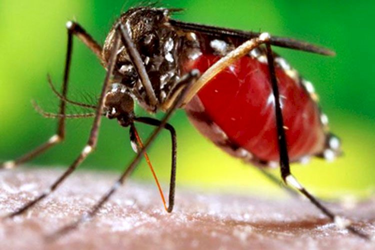 ডেঙ্গুতে আক্রান্ত হয়ে আরও ২১৭ জন হাসপাতালে ভর্তি