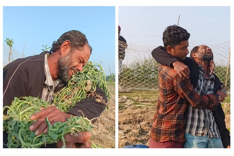 ‘ঘাস বাঁচাতে’ ১০ হাজার তরমুজ গাছ উপড়ে ফেললেন পাউবো প্রকৌশলী