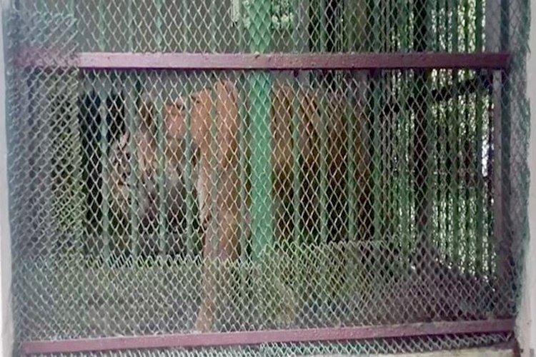 রংপুর চিড়িয়াখানার একমাত্র বাঘিনীর মৃত্যু