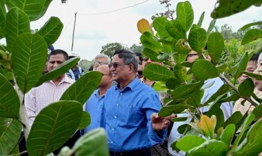 দেশের অর্থনীতিতে বিপ্লব ঘটাবে পাহাড়ের কফি ও কাজু বাদাম: কৃষিমন্ত্রী