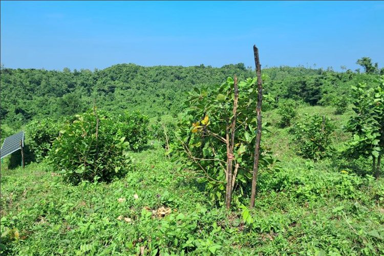 পার্বত্য অঞ্চলে 'লাভজনক' কাচুবাদাম চাষে ঝুঁকছে মানুষ, রপ্তানীর স্বপ্ন